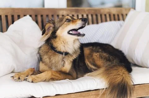 Adorable dog looking owner Stock Photos