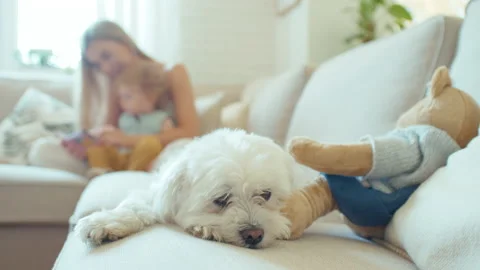 Adorable dog lying on sofa while young mother playing with baby daughter. Stock Footage 139210341