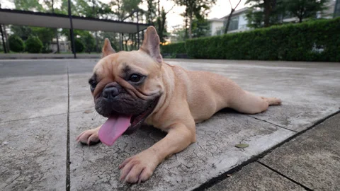 Adorable dog lying in sploot pose and panting, slow motion Stock Footage 319831139