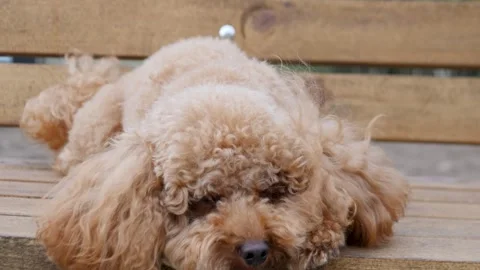 An adorable dog is peacefully relaxing on a comfortable bench, enjoying the Stock Footage 319072148