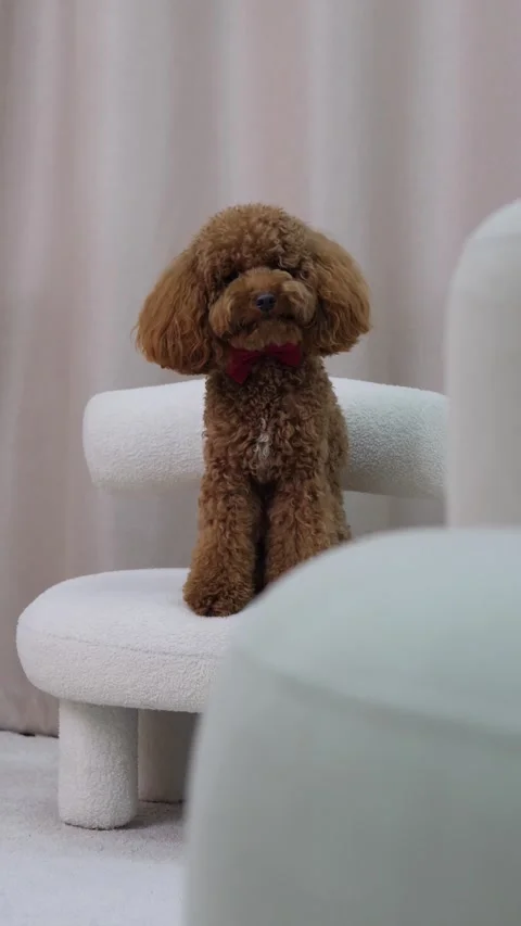 This adorable dog peeks over the couch, radiating affection and curiosity with Stock Footage 307584811