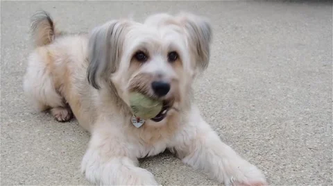 Adorable dog playing Stock Footage 56499453