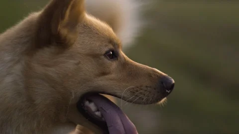 Adorable dog playing in the park Stock-Footage 102619829