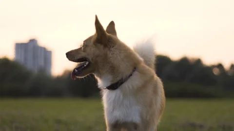 Adorable dog playing in the park Stock Footage 102619945