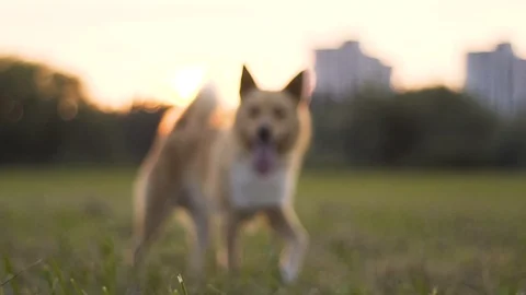 Adorable dog playing in the park Video stock 102619957