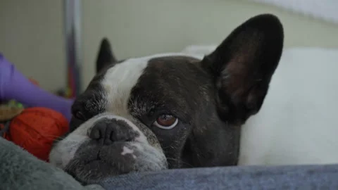 Adorable dog portrait Stock Footage 229700955