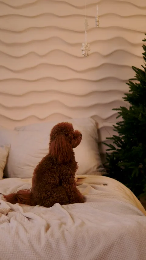 An adorable dog settled down on a bed next to a beautiful Christmas tree. Stock Footage 293221995