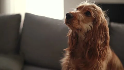 Adorable dog is sitting, looking aside Stock Footage 169043261