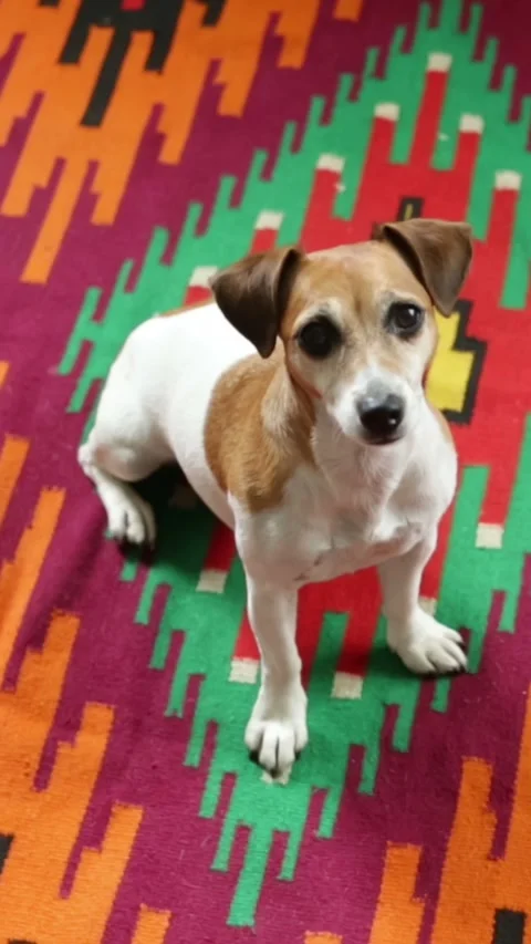 Adorable dog sitting on red colorful carpet Vídeo Stock 293050153