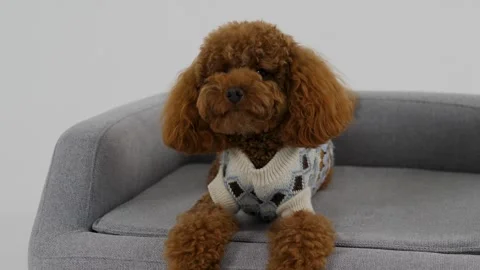 An adorable dog snuggled into a cozy sweater is relaxing comfortably on the sofa Stock Footage 312251453