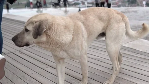 Adorable Dog Taking a Walk Stock Footage 234909167