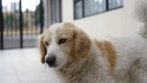 Adorable dog walking towards camera and wagging tail Stock Footage 287256908