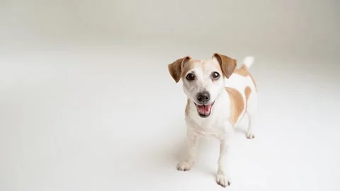 Adorable dog at white background in studio video footage Vídeo Stock 169576096