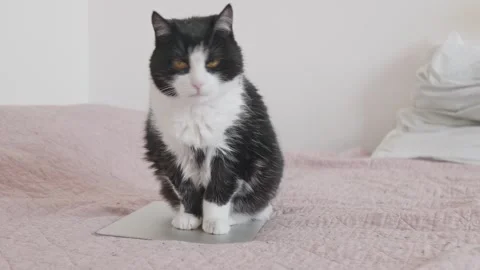 Adorable domestic cat interfering with work, sitting on a notebook at home. Stock Footage 337997908