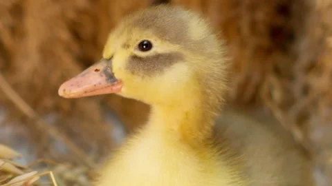 An Adorable Duckling CloseUp in a Nesting Environment Capturing Its Charm and Stock Footage 308886041