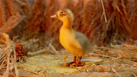 An Adorable Duckling Found Nested Comfortably in Its Cozy and Safe Nesting Stock Footage 313284437