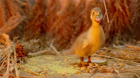 An Adorable Duckling Happily Exploring Its Cozy and Comfortable Nesting Stock Footage 313283843