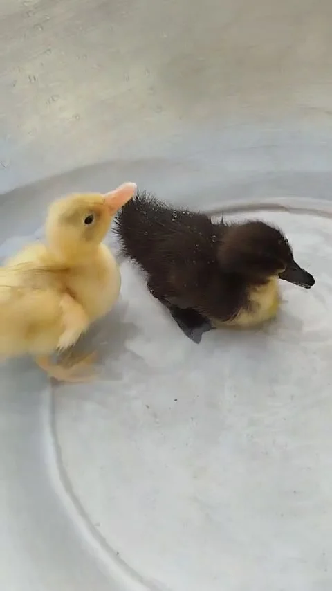 Adorable Duckling Splashing in a Bath. Video stock 293756874