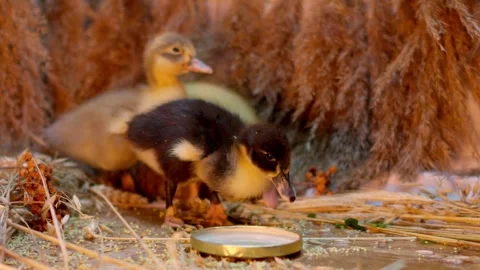 Adorable Ducklings Happily Exploring Their Beautiful Natural Environment Stock Footage 308325797