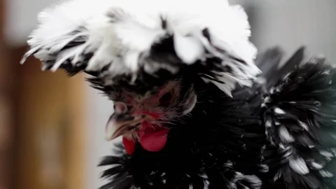 An adorable Dutch hen with a white crest looks into the camera. Stock Footage 196010808