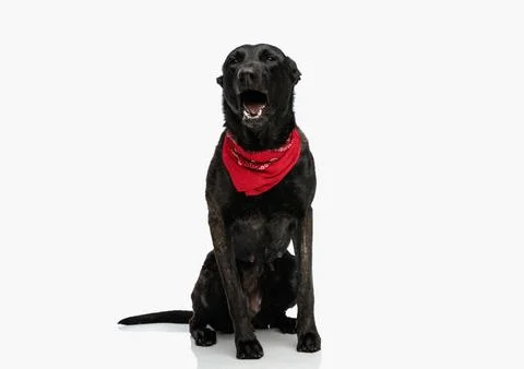 Adorable dutch shepherd puppy wearing red bandana and yawning Stock Photos