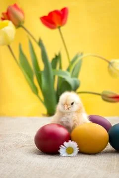 Adorable Easter chicken Foto stock