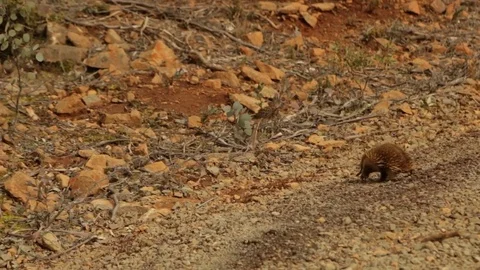 Adorable Echidna walking away Stock Footage 71841660