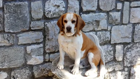 Adorable elegant beagle dog, looking around and up in a curious manner in front Vídeo Stock 225740314
