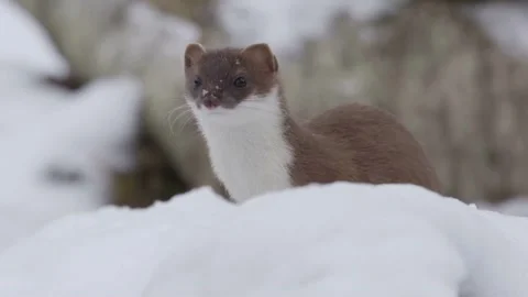 Adorable ermine posing in snowy environment close up shot Vídeos de archivo 310706645