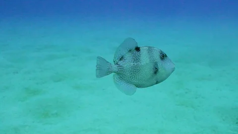 Adorable Fish Stock Footage 124005933