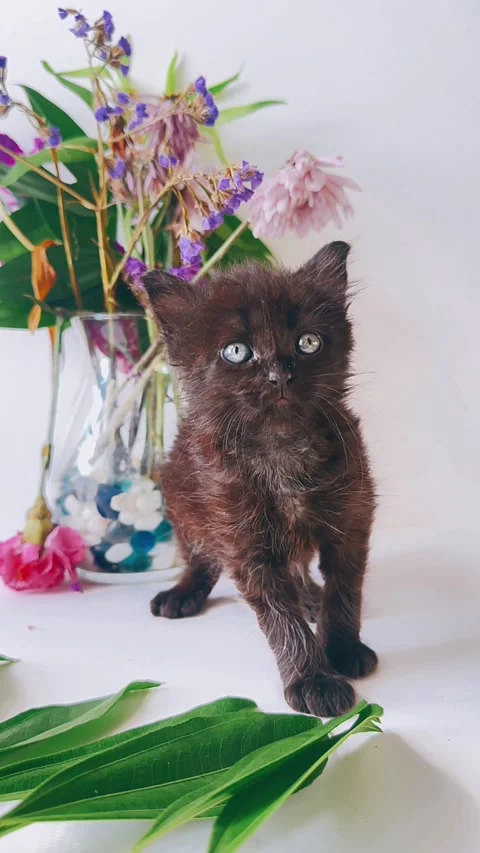 Adorable, fluffy, black kitten, studio setting, flowers, background, Stock Footage 290799996