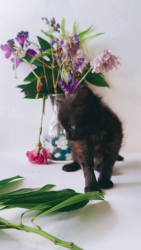 Adorable, fluffy, black kitten, studio setting, flowers, background, Stock Footage 290800592