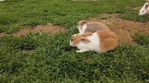 Adorable fluffy bunny rabbits in backyard Stock Footage 116334608