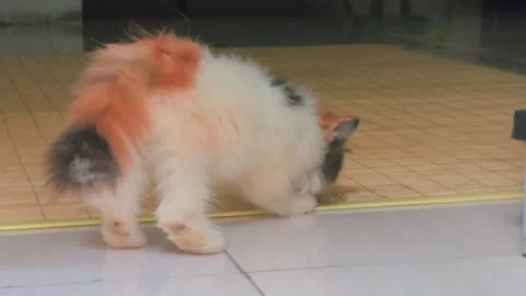 Adorable fluffy calico kitten exploring the interior of a cozy home Stock-Footage 332126117