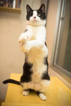 Adorable fluffy cat playing with a string Stock Photos