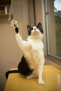 Adorable fluffy cat playing with a string Stock Photos