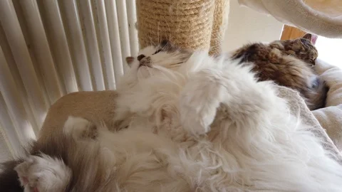 Adorable fluffy cat on the scratching post Vídeo Stock 125251574