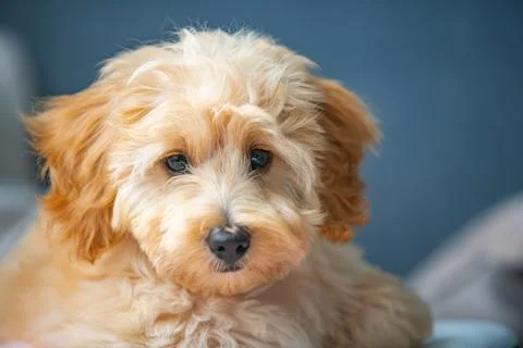 Adorable Fluffy Cavapoo Puppy Portrait Fotos de archivo