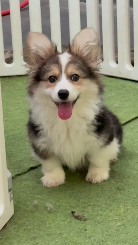 Adorable fluffy corgi puppy sitting happily on green grass Stockbeeldmateriaal 334635404