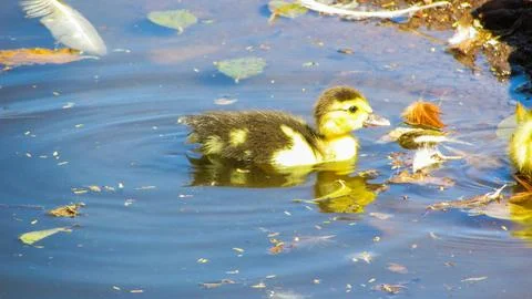 Adorable fluffy duckling exploring a pond on a sunny day. Nature's beauty a.. Stock Photos