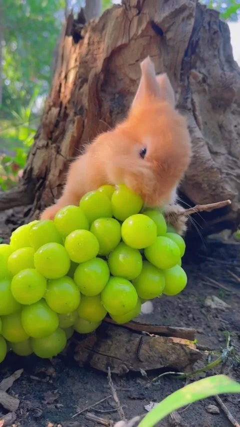 Adorable fluffy ginger bunny rabbit eating fresh green grapes outdoors Video stock 335248176
