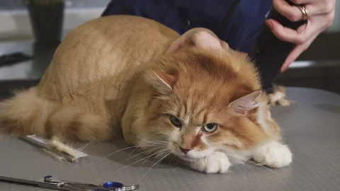 Adorable fluffy ginger cat being shaved by a vet at the clinic Stock Footage 85645336