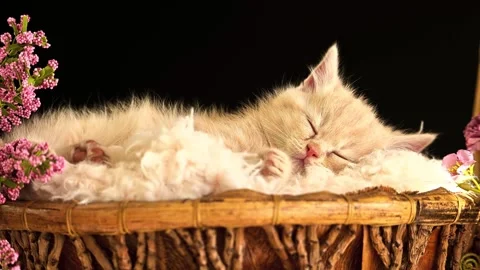 Adorable fluffy ginger kitten sleeping peacefully inside woven basket decorated Stock Footage 340953080