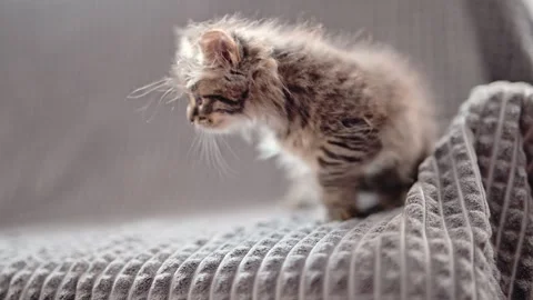 Adorable fluffy kitten on a gray blanket Stock Footage 278535220