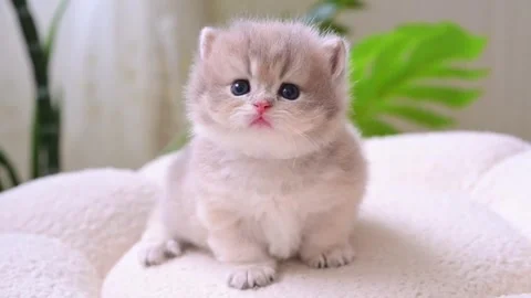 Adorable fluffy kitten sitting on a soft surface looking at the camera 库存影片 335491277
