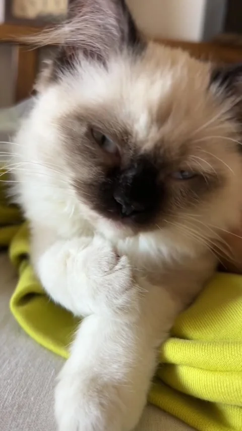 Adorable fluffy kitten sleeping peacefully on a soft yellow fabric Stockbeeldmateriaal 334269098