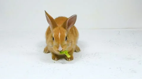 Adorable fluffy little rabbit chews a green leaf on a white background. Food and Stock Footage 154177561