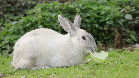 Adorable fluffy little rabbit chews a green leaf. bunny eat chew green leaf of Stock Footage 170968213