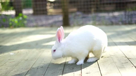 Adorable fluffy little white rabbit Stock Footage