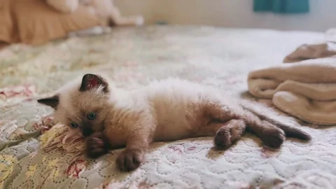 Adorable, fluffy, Siamese kitten, bed, pet, domestic cat, cute, feline, Stock Footage 290800929